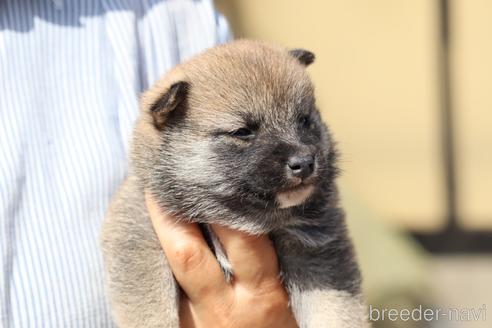 成約済の埼玉県の柴犬-176701の6枚目