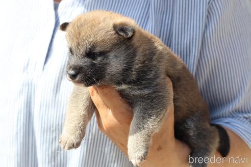 成約済の埼玉県の柴犬-176701の5枚目