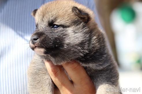 成約済の埼玉県の柴犬-176701の4枚目
