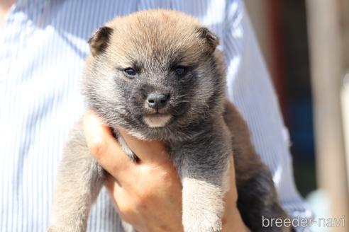 成約済の埼玉県の柴犬-176701の3枚目