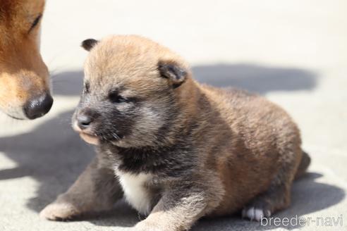 成約済の埼玉県の柴犬-176701の2枚目