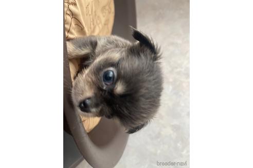 成約済の兵庫県のチワワ(ロングコート)-176708の15枚目