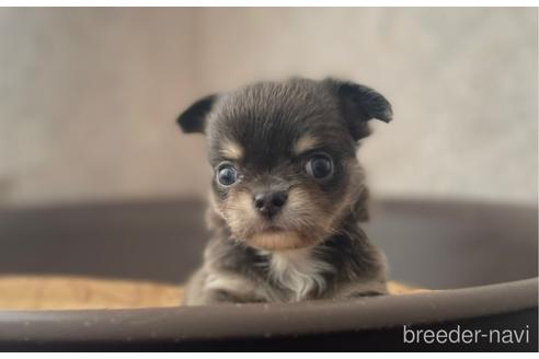 成約済の兵庫県のチワワ(ロングコート)-176708の7枚目