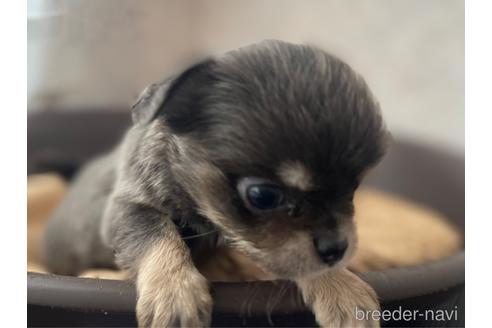 成約済の兵庫県のチワワ(ロングコート)-176708の8枚目