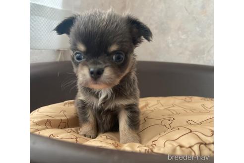 成約済の兵庫県のチワワ(ロングコート)-176708の9枚目