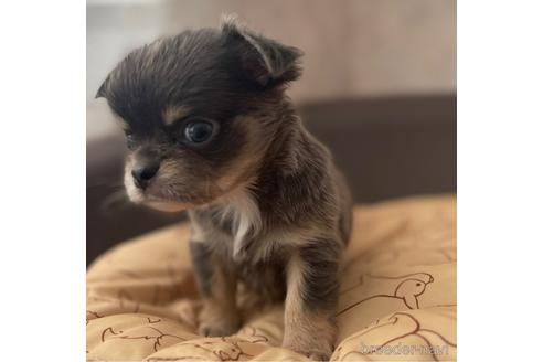 成約済の兵庫県のチワワ(ロングコート)-176708の10枚目