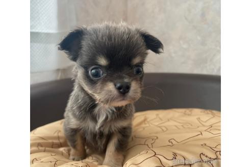 成約済の兵庫県のチワワ(ロングコート)-176708の11枚目