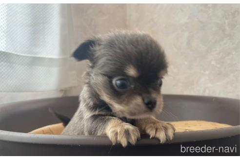 成約済の兵庫県のチワワ(ロングコート)-176708の12枚目