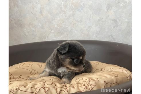 成約済の兵庫県のチワワ(ロングコート)-176708の13枚目