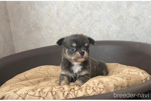 成約済の兵庫県のチワワ(ロングコート)-176708の14枚目