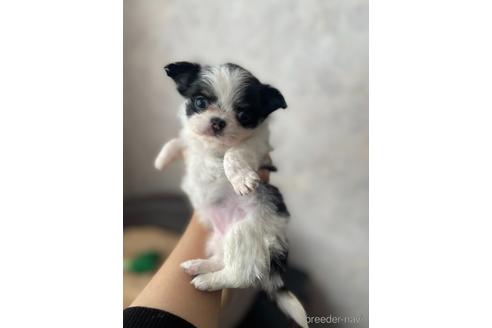 成約済の兵庫県のチワワ(ロングコート)-176709の3枚目