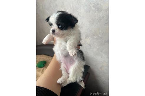 成約済の兵庫県のチワワ(ロングコート)-176709の4枚目