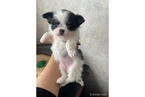 成約済の兵庫県のチワワ(ロングコート)-176709の5枚目