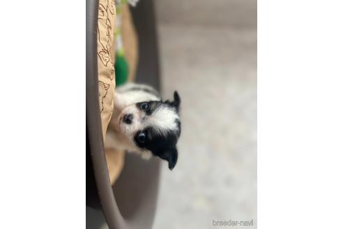 成約済の兵庫県のチワワ(ロングコート)-176709の6枚目