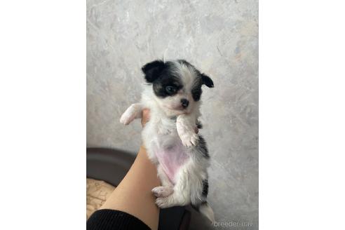 成約済の兵庫県のチワワ(ロングコート)-176709の7枚目