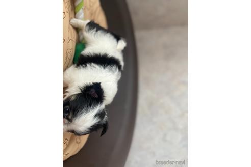 成約済の兵庫県のチワワ(ロングコート)-176709の8枚目