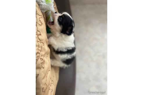 成約済の兵庫県のチワワ(ロングコート)-176709の9枚目