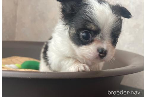 成約済の兵庫県のチワワ(ロングコート)-176709の10枚目