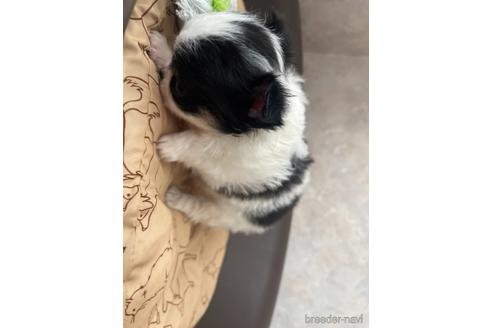 成約済の兵庫県のチワワ(ロングコート)-176709の11枚目