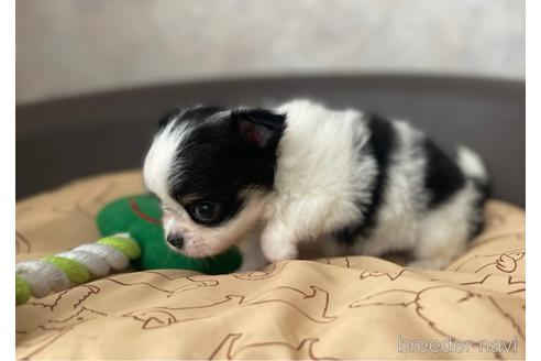 成約済の兵庫県のチワワ(ロングコート)-176709の12枚目