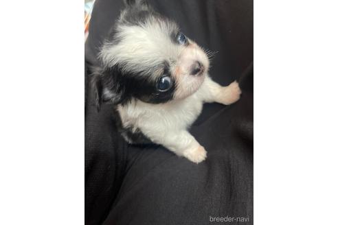 成約済の兵庫県のチワワ(ロングコート)-176709の13枚目