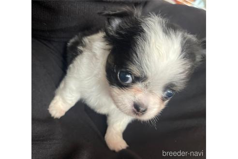 成約済の兵庫県のチワワ(ロングコート)-176709の14枚目