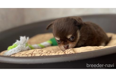 成約済の兵庫県のチワワ(ロングコート)-176710の7枚目