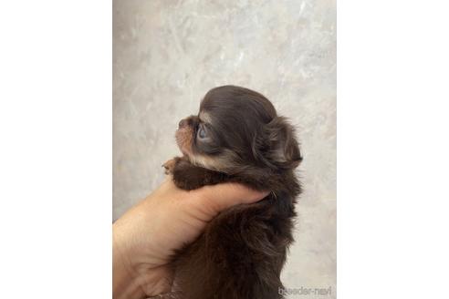 成約済の兵庫県のチワワ(ロングコート)-176710の8枚目