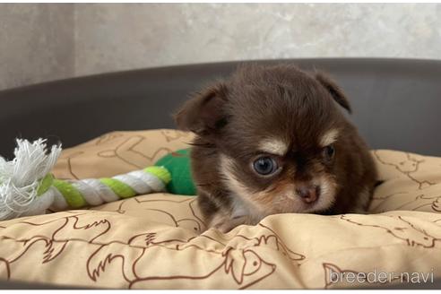 成約済の兵庫県のチワワ(ロングコート)-176710の9枚目