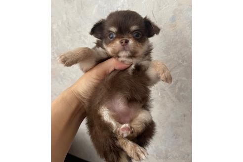 成約済の兵庫県のチワワ(ロングコート)-176710の10枚目