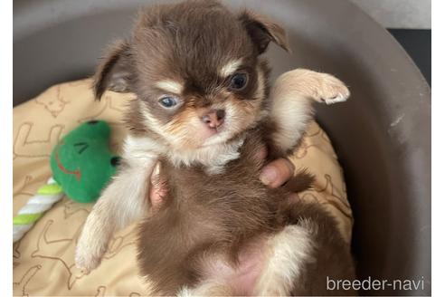 成約済の兵庫県のチワワ(ロングコート)-176710の11枚目