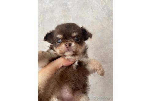 成約済の兵庫県のチワワ(ロングコート)-176710の2枚目