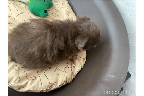 成約済の兵庫県のチワワ(ロングコート)-176710の3枚目