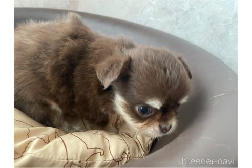 成約済の兵庫県のチワワ(ロングコート)-176710の4枚目