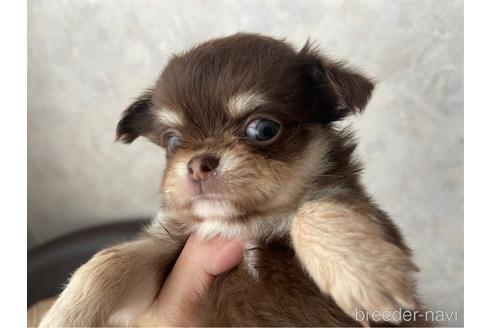 成約済の兵庫県のチワワ(ロングコート)-176710の5枚目