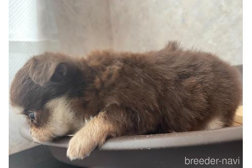 成約済の兵庫県のチワワ(ロングコート)-176710の6枚目