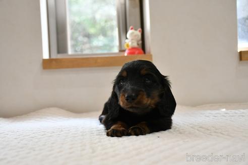 成約済の愛知県のカニンヘンダックスフンド(ロングヘアード)-176716の3枚目