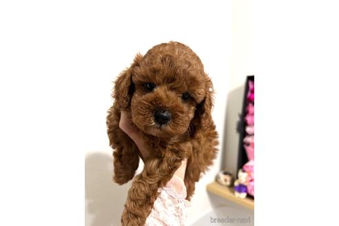 成約済の埼玉県のトイプードル-172597の26枚目