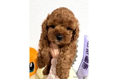 成約済の埼玉県のトイプードル-172597の23枚目
