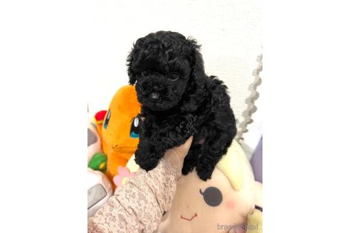 成約済の埼玉県のトイプードル-172598の7枚目