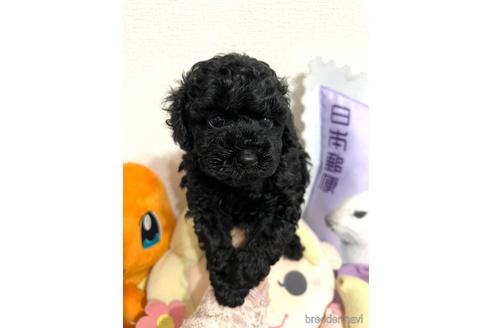 成約済の埼玉県のトイプードル-172598の4枚目
