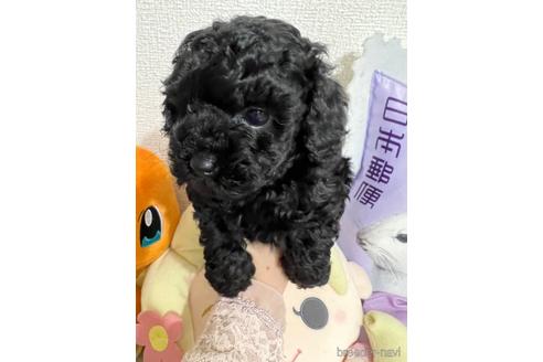 成約済の埼玉県のトイプードル-172598の2枚目