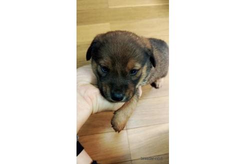 成約済の宮崎県のミックス犬-176742の1枚目