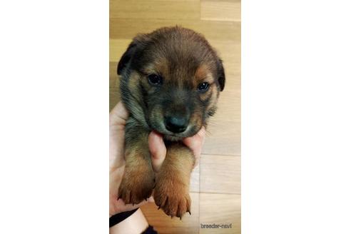 成約済の宮崎県のミックス犬-176742の2枚目