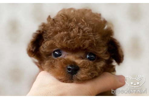 成約済の愛知県のタイニープードル-176749の6枚目