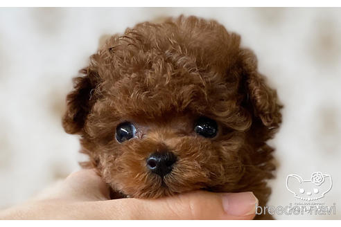 成約済の愛知県のタイニープードル-176749の7枚目