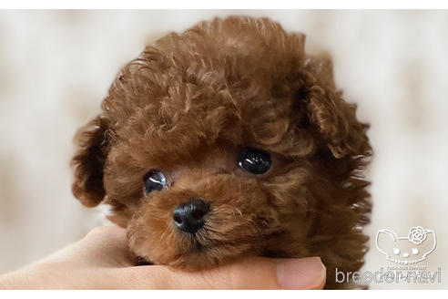 成約済の愛知県のタイニープードル-176749の8枚目