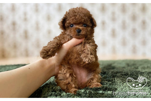 成約済の愛知県のタイニープードル-176749の9枚目