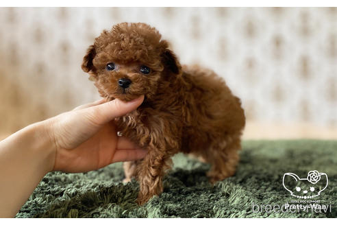 成約済の愛知県のタイニープードル-176749の10枚目