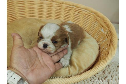 成約済の埼玉県のキャバリアキングチャールズスパニエル-175532の2枚目